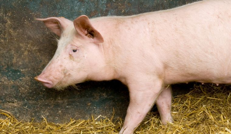 Giá heo hơi hôm nay 12/06: Không ghi nhận thay đổi mới