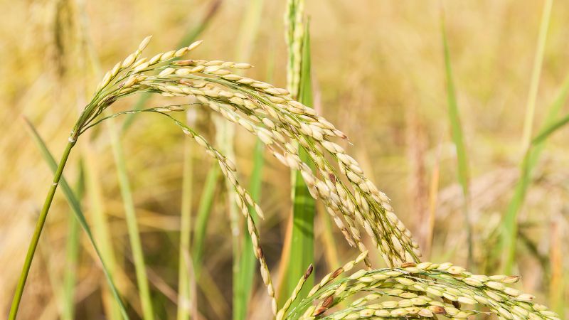 Giá gạo hôm nay 12/6