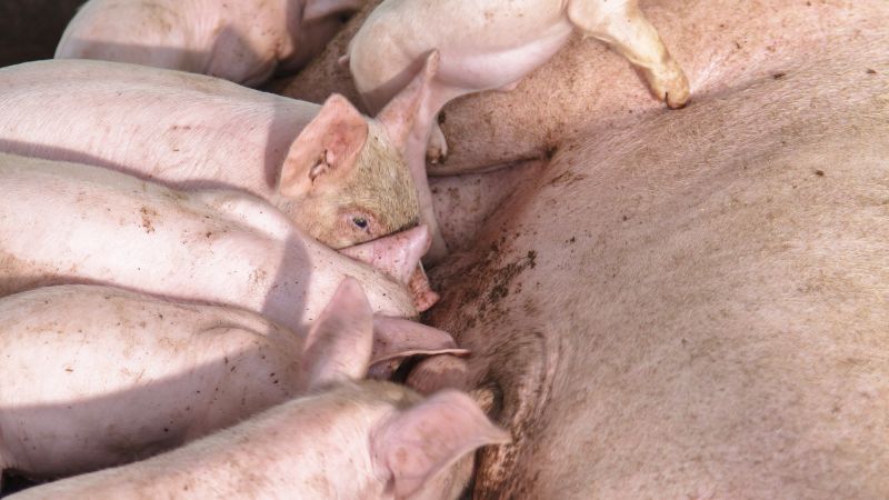 Giá heo hơi hôm nay 13/06 tại miền Bắc