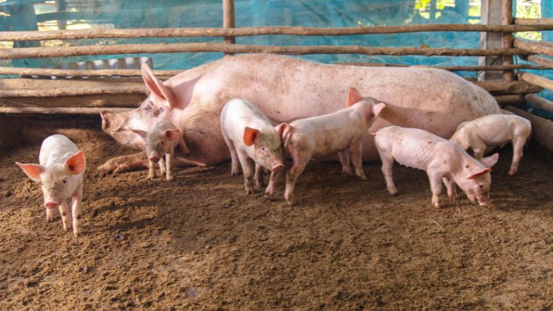 Giá heo hơi hôm nay 13/06 tại miền Trung, Tây Nguyên