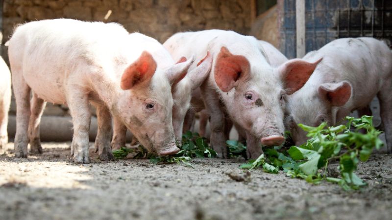 Giá heo hơi hôm nay 13/06 tại miền Nam