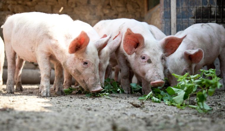 Giá heo hơi hôm nay 13/06: Tăng - giảm từ 1.000 - 2.000 đồng/kg