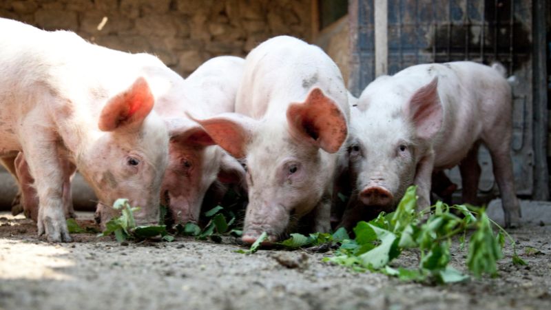 Giá heo hơi hôm nay 14/06 tại miền Trung, Tây Nguyên
