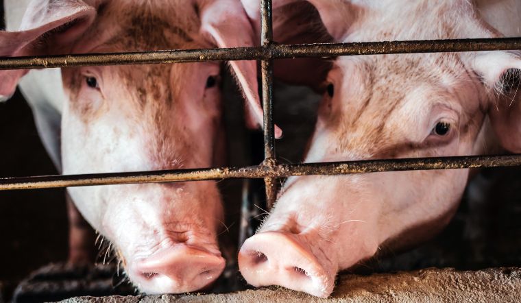 Giá heo hơi hôm nay 14/06: Điều chỉnh nhẹ từ 1.000 đồng/kg