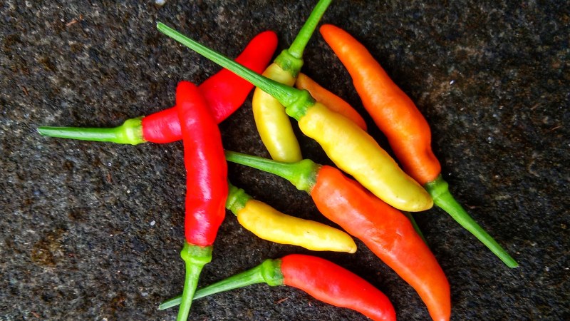 Giá ớt hôm nay 14/06/2024 cập nhật mới nhất Giá ớt hôm nay 14/06/2024 cập nhật mới nhất