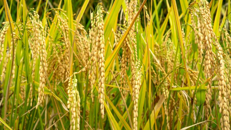 Giá gạo hôm nay 14/6