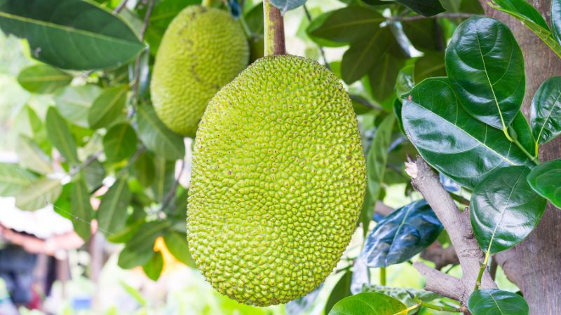 Vì sao trái mít Thái khi nhỏ tròn, lớn lên lại méo mó?