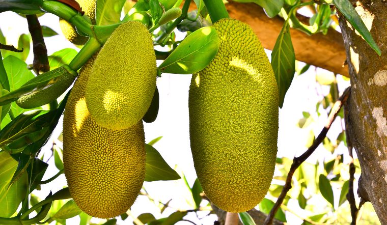 Giá mít Thái hôm nay 15/6/2024: Ổn định vào cuối tuần