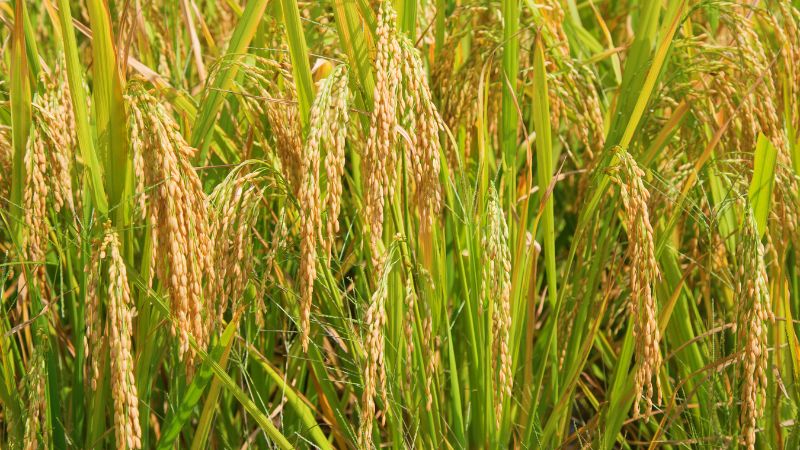 Giá gạo hôm nay 15/6