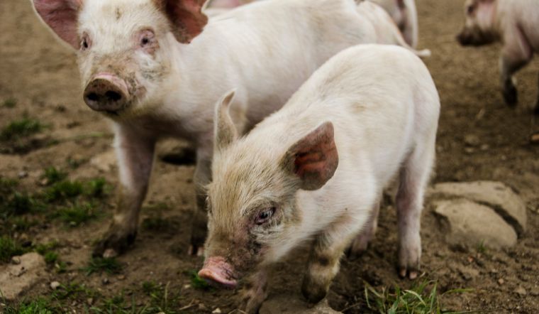 Giá heo hơi hôm nay 15/06: Giảm tại một số nơi