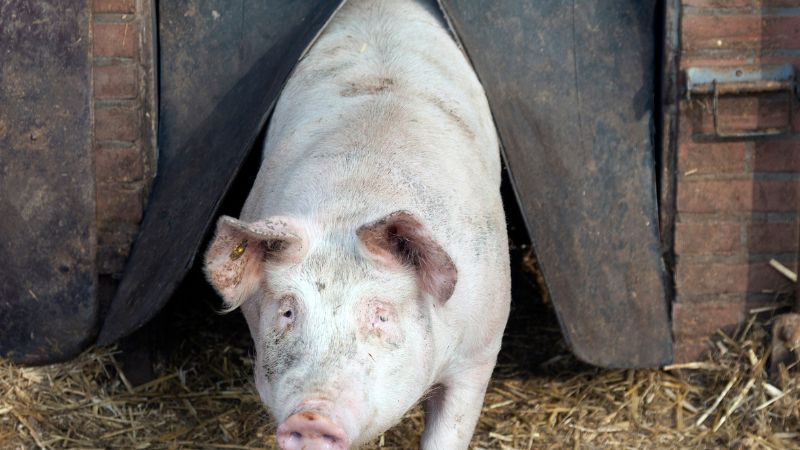 Giá heo hơi hôm nay 17/06 tại miền Trung, Tây Nguyên