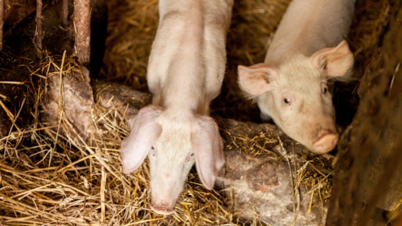 Giá heo hơi hôm nay 17/06 tại miền Nam