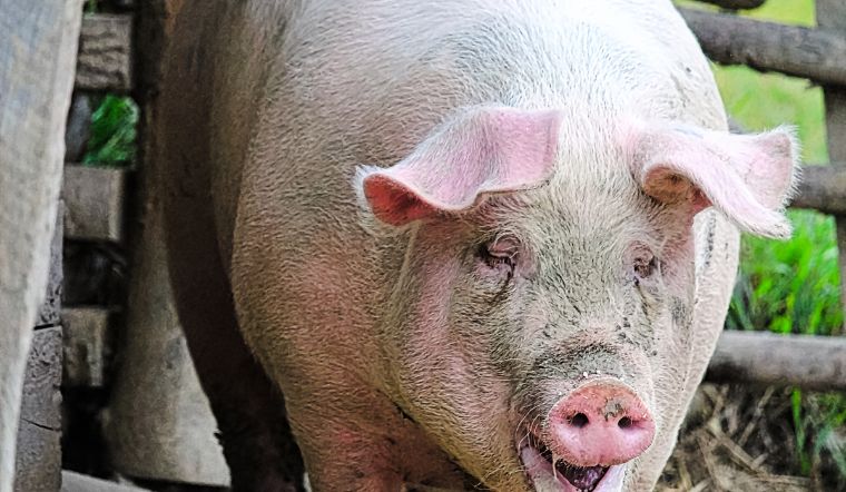 Giá heo hơi hôm nay 17/06: Giảm 1.000 đồng tại một số nơi