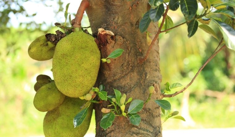 Giá mít Thái hôm nay 17/6/2024: Tiếp tục đi ngang