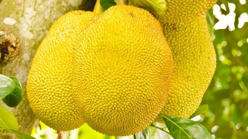 Giá mít Thái hôm nay 17/6