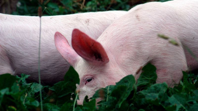 Giá heo hơi hôm nay 18/06 tại miền Bắc