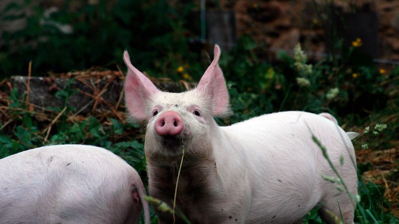 Giá heo hơi hôm nay 18/06 tại miền Trung, Tây Nguyên