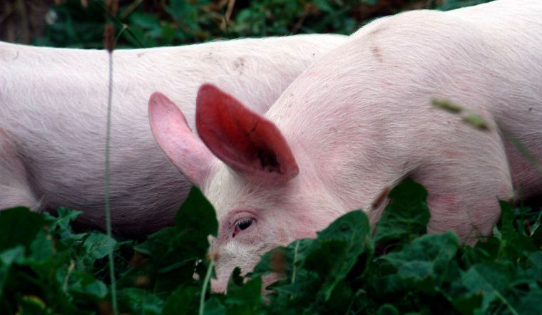 Giá heo hơi hôm nay 18/06: Miền Nam giảm từ 1.000 đồng/kg