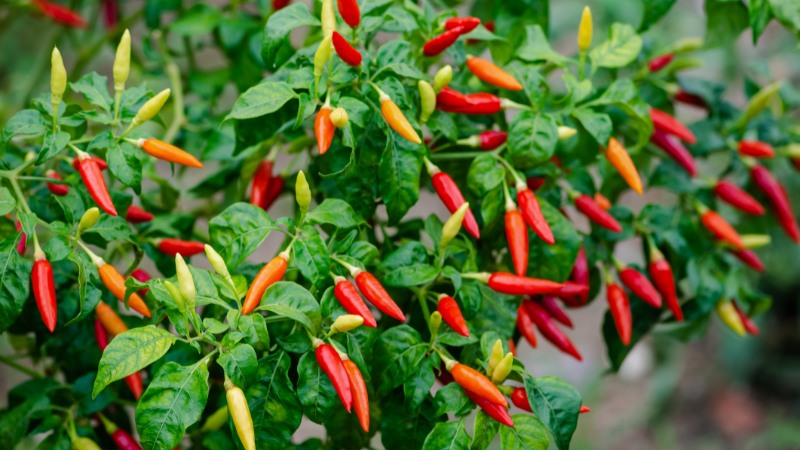 Giá ớt hôm nay 18/06/2024 mới nhất