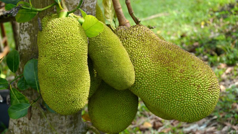 Cách cắt tỉa cành mít Thái đúng cách mang lại hiệu quả cao