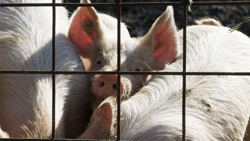 Giá heo hơi hôm nay 19/06 tại miền Trung, Tây Nguyên Giá heo hơi hôm nay 19/06 tại miền Trung, Tây Nguyên