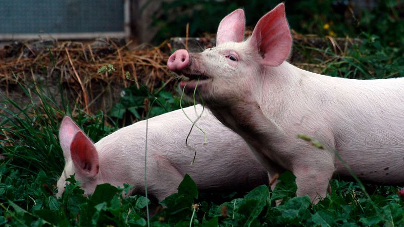 Giá heo hơi hôm nay 19/06 tại miền Nam Giá heo hơi hôm nay 19/06 tại miền Nam