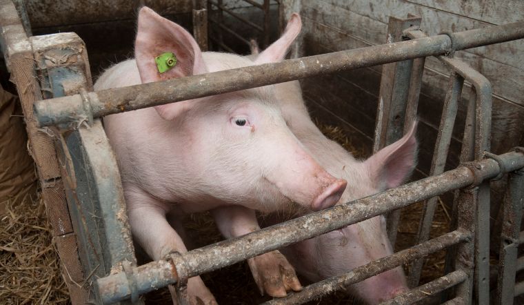 Giá heo hơi hôm nay 19/06: Giảm 4 ngày liên tiếp