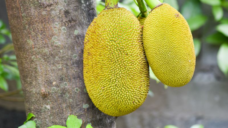 Vì sao cắt xong lại thả trái mít Thái xuống nước?