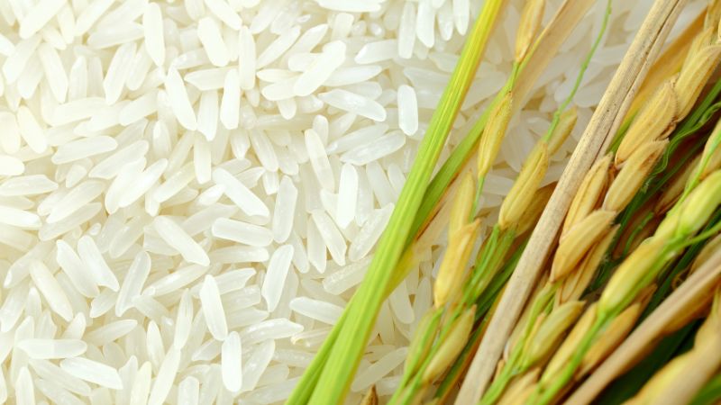 Giá gạo hôm nay 20/6 Giá gạo hôm nay 20/6