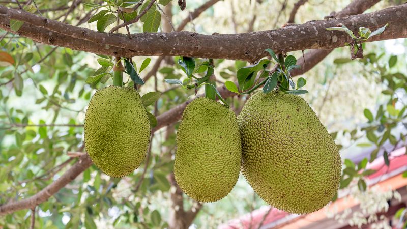 Chủ động đề phòng bệnh thối cuống mít Thái vào mùa mưa