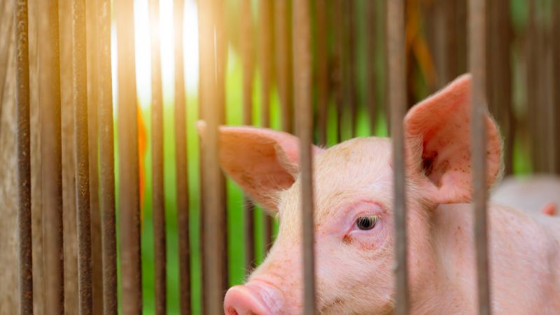 Giá heo hơi hôm nay 21/06 tại miền Bắc Giá heo hơi hôm nay 21/06 tại miền Bắc