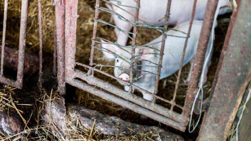 Giá heo hơi hôm nay 21/06 tại miền Trung, Tây Nguyên Giá heo hơi hôm nay 21/06 tại miền Trung, Tây Nguyên