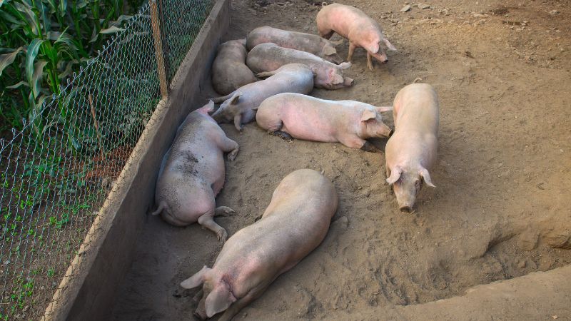 Giá heo hơi hôm nay 21/06 tại miền Nam Giá heo hơi hôm nay 21/06 tại miền Nam