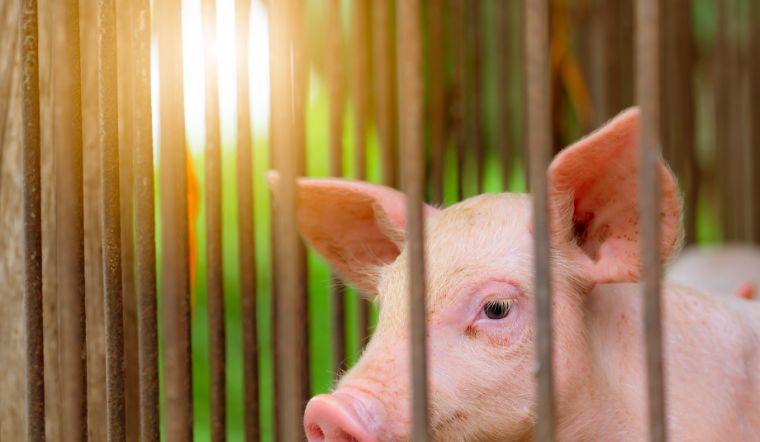 Giá heo hơi hôm nay 21/06: Bất ngờ giảm từ 1.000 đồng/kg tại cả ba miền