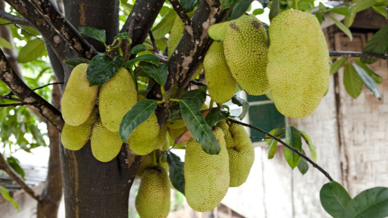 Cách khắc phục mít Thái méo trái, cong eo Cách khắc phục mít Thái méo trái, cong eo