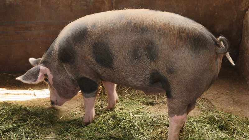 Giá heo hơi hôm nay 22/06 tại miền Bắc