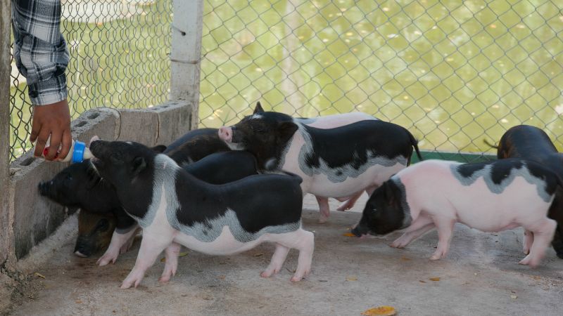 Giá heo hơi hôm nay 22/06 tại miền Trung, Tây Nguyên