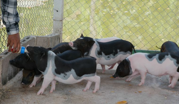 Giá heo hơi hôm nay 22/06: Bình lặng tại cả ba miền