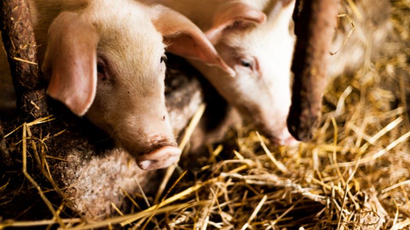 Giá heo hơi hôm nay 24/06 tại miền Bắc Giá heo hơi hôm nay 24/06 tại miền Bắc