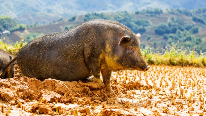 Giá heo hơi hôm nay 24/06 tại miền Trung, Tây Nguyên Giá heo hơi hôm nay 24/06 tại miền Trung, Tây Nguyên