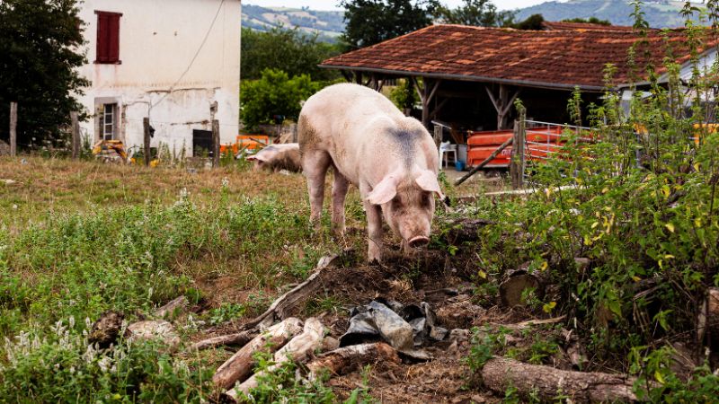 Giá heo hơi hôm nay 24/06 tại miền Nam Giá heo hơi hôm nay 24/06 tại miền Nam