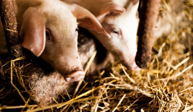 Giá heo hơi hôm nay 24/06: Đầu tuần ổn định