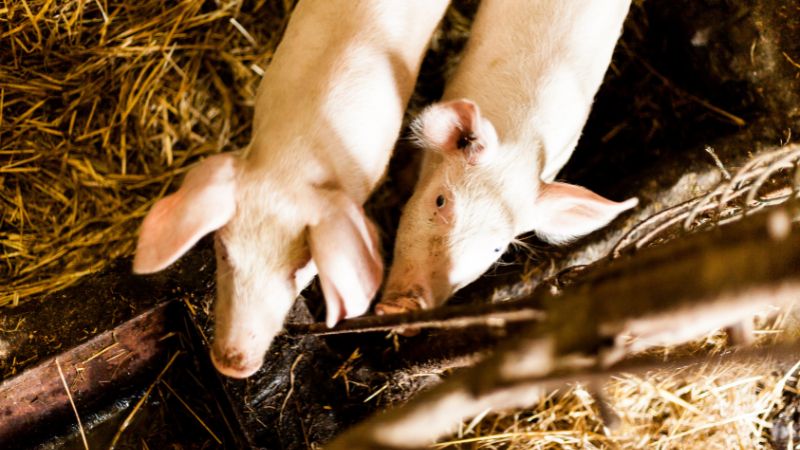 Giá heo hơi hôm nay 25/06 tại miền Bắc Giá heo hơi hôm nay 25/06 tại miền Bắc