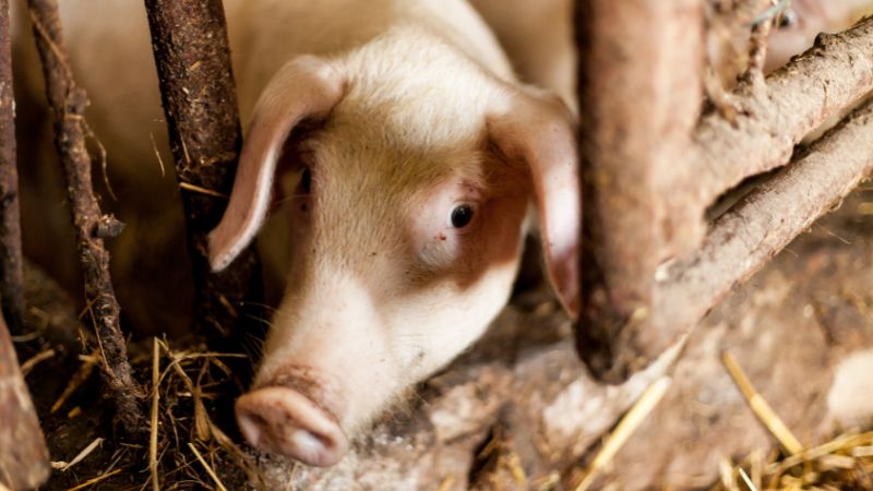 Giá heo hơi hôm nay 25/06 tại miền Trung, Tây Nguyên Giá heo hơi hôm nay 25/06 tại miền Trung, Tây Nguyên