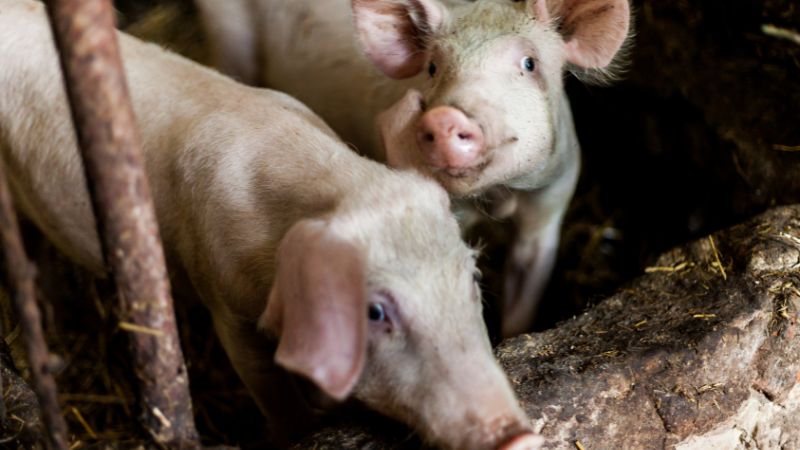 Giá heo hơi hôm nay 25/06 tại miền Nam Giá heo hơi hôm nay 25/06 tại miền Nam