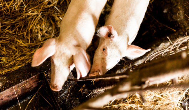 Giá heo hơi hôm nay 25/06: Đồng loạt giảm từ 1.000 - 2.000 đồng/kg