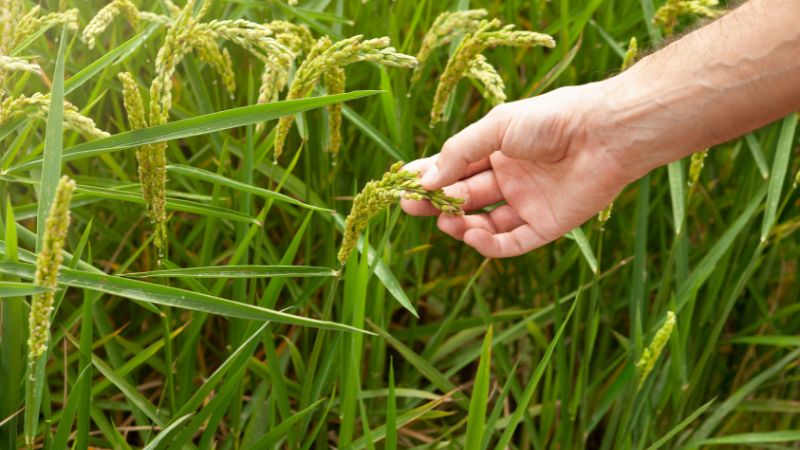 Giá gạo hôm nay 25/6 Giá gạo hôm nay 25/6