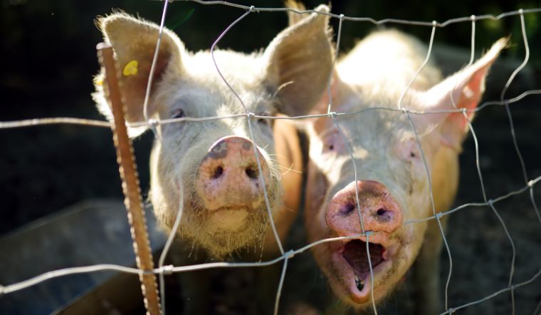 Giá heo hơi hôm nay 26/06: Đi ngang so với hôm qua