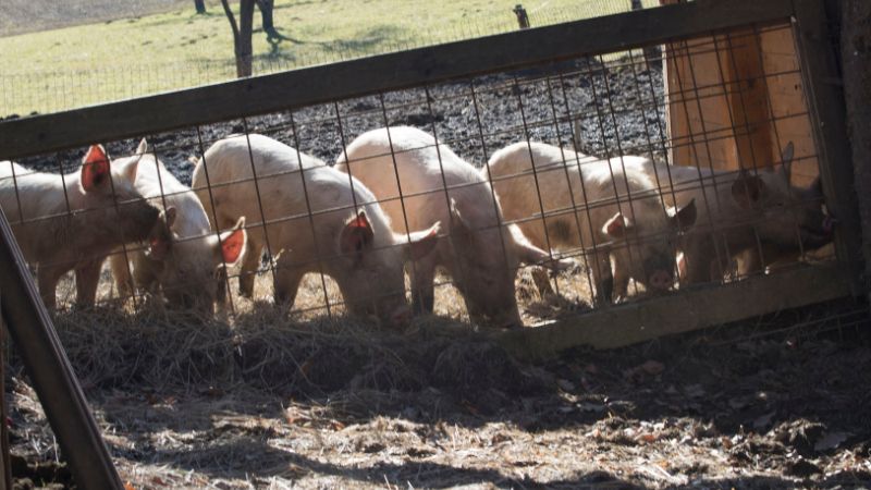 Giá heo hơi hôm nay 26/06 tại miền Bắc Giá heo hơi hôm nay 26/06 tại miền Bắc