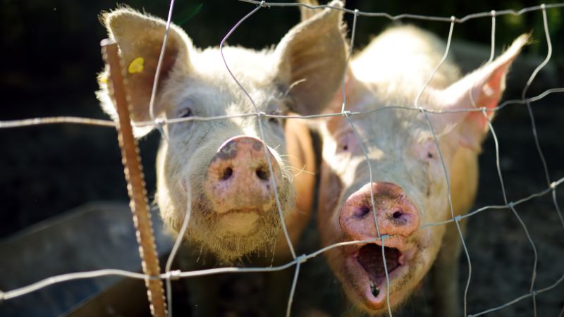 Giá heo hơi hôm nay 26/06 tại miền Trung, Tây Nguyên Giá heo hơi hôm nay 26/06 tại miền Trung, Tây Nguyên